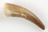 1.8" Fossil Plesiosaur (Zarafasaura) Tooth - Morocco - #201946-1